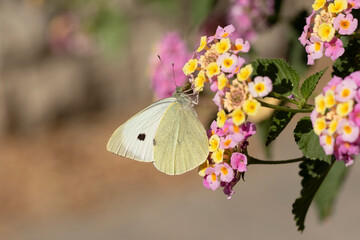 A large white or cabbage butterfly (Pieris brassicae) feeding a lantana flowers in the autumn