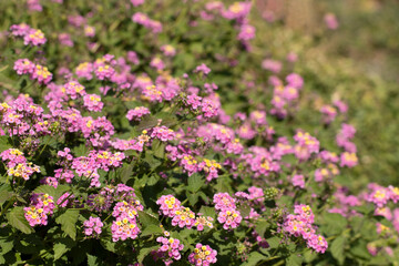 Pink lantana flowers (Lantana camara) by the bank of a street sidewalk in autumn