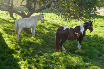 Caballos en pradera bajo un manzano