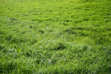 Pradera de hierba de pasto 