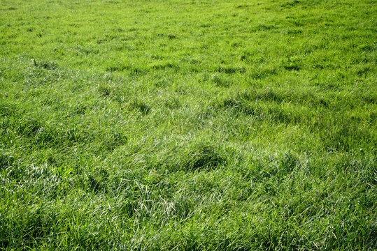 Pradera de hierba de pasto 