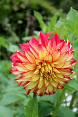 Fiore rosso e giallo Dahlia Asteraceae Dalia