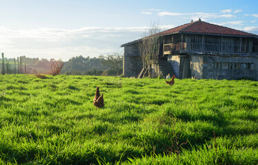 Gallinas en pradera de hierba junto a granero
