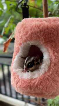 a cute sugar glider in an orange fluffy pouch hanging outside on a rainy day. classic grey female sugar glider looking around from a hole