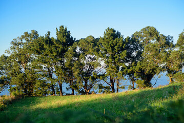 Fila de árboles en ladera frente al mar