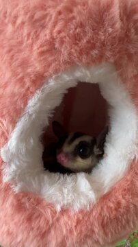 a cute sugar glider in an orange fluffy  pouch. classic grey female sugar glider looking around from a hole, looking sleepy