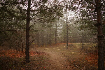 Obraz premium A winding path leads through a tranquil forest shrouded in fog, showcasing the beauty of autumn foliage and the stillness of early morning.