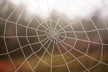 A delicate spider web is adorned with frost, sparkling in the sunlight. It rests in a serene setting, capturing nature's intricate beauty at dawn.