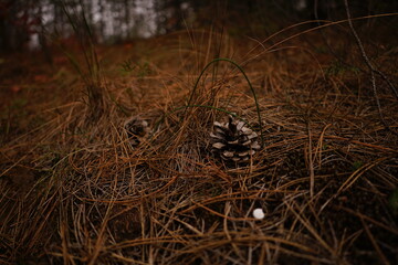 This tranquil forest setting features pinecones scattered on the ground amid dry grass, capturing the essence of autumn's quiet beauty and natural decay.