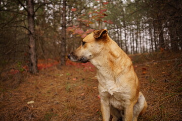 A dog sits gracefully among the autumn foliage in a tranquil forest. The area is adorned with fallen leaves and trees, creating a peaceful atmosphere.