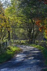 Northumberland country lane on a sunny autumnal day