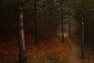 A serene wooded path leads through tall trees, with scattered autumn leaves covering the ground. Morning fog creates a mystical atmosphere in the forest.