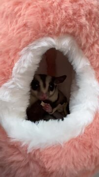 an adorable sugar glider eating yummy fish snack, holding with hand and munching it in a fluffy pouch