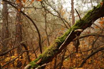 A moss-covered branch lies amid a foggy forest, surrounded by autumn foliage in various warm colors, with vines and trees creating a serene atmosphere.