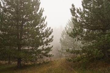 Soft mist envelops a tranquil forest, where vibrant pine trees stand tall amidst the lush undergrowth, creating a peaceful atmosphere at dawn.