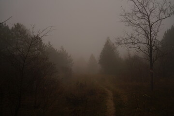 Fototapeta premium A winding path disappears into a thick fog in an early morning forest. Bare branches and evergreens are shrouded in mist, enhancing the tranquil ambiance.