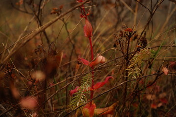 In a temperate field during autumn, a striking red orchid stands out among the dry grasses and fading foliage, highlighting nature's seasonal changes.