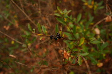 Small clusters of dark berries are perched on a thin branch surrounded by vibrant autumn leaves. The background is a blend of earthy tones showcasing seasonal changes.