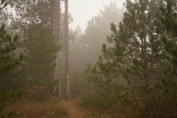 Obraz premium A tranquil trail winds through a dense forest shrouded in fog, showcasing tall trees and rich underbrush. The soft light enhances the peaceful atmosphere.