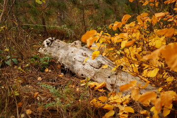 A weathered log rests on the forest floor, partially covered by bright orange leaves, capturing the essence of autumn in a tranquil woodland setting.
