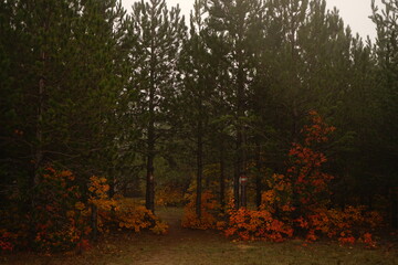 A pathway invites exploration through a tranquil forest surrounded by tall evergreen trees and colorful autumn leaves amidst a gentle fog.