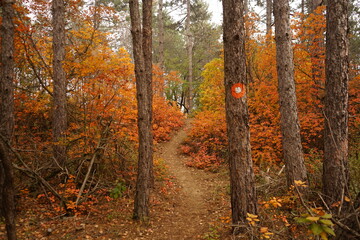 A winding path cuts through a forest adorned with vibrant autumn leaves. Orange and yellow hues brighten the landscape, creating a serene atmosphere ideal for a nature stroll.