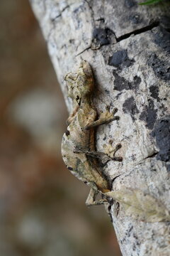 perfect camouflage of a leaf-tailed gecko on a tree in Madagascar