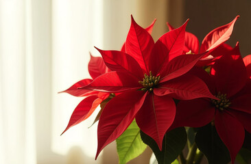 Red poinsettia flower, symbol of Christmas. Copy space.