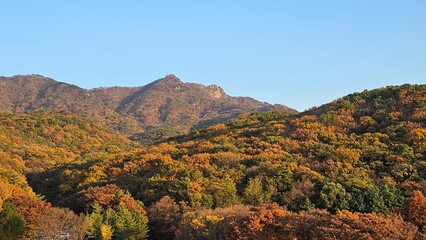 가을에 빨갛고 노랗게 물든 나무와 하늘이 보이는 자연경관