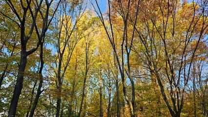 가을에 빨갛고 노랗게 물든 나무와 하늘이 보이는 자연경관