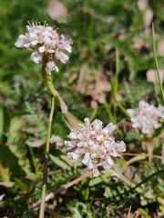 pink and white flowers on a flower and grass field, close-up, bright, colorful, calm nature summer and spring atmosphere, plant garden