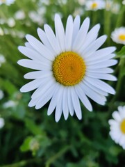 Obraz premium Colorful beautiful white and yellow daisy on a grass field, summer, spring, bright colors, close-up shot, nature, flower