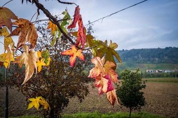 Autunno - Castell'Arquato