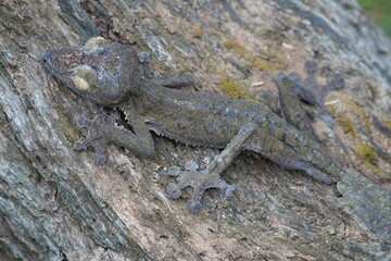 nocturnal leaf-tailed gecko of Madagascar on a branch 