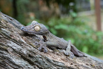 nocturnal leaf-tailed gecko of Madagascar on a branch 