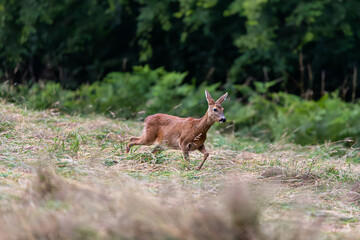 Roe deer mother