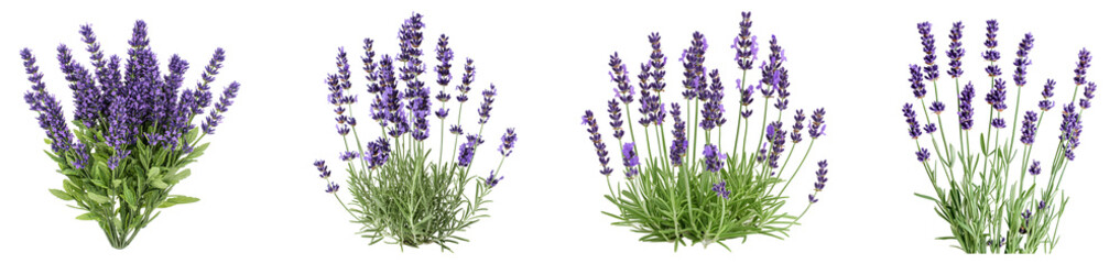 Lavender plants in various stages of bloom in a garden setting isolated on transparent background