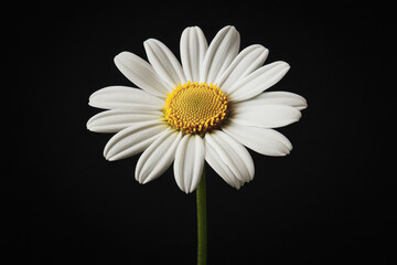 Close-up of a single white daisy with yellow center against a dark background.