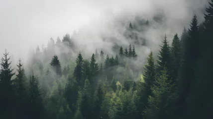 Papier peint photo  A misty forest landscape with evergreen trees surrounded by fog during a tranquil morning in nature's serene environment  © @ArtUmbre
