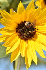 a bumblebee is on a sunflower in sunny early autumn day.