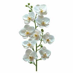 Obraz premium Bouquet of Phalaenopsis Orchids flowers