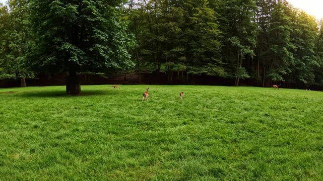 Rehe und Hirsche auf einer Lichtung, Wiese, Wald, Wildtiere, Damwild, Natur, Tiere
