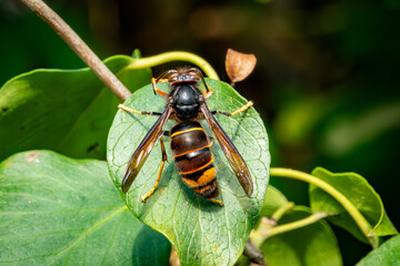 Frelon asiatique (Vespa velutina)