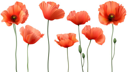 Poppy flowers Mockup