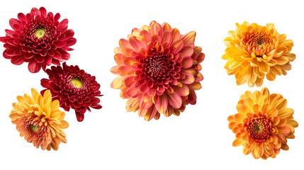 Mum (Chrysanthemum) flowers Mockup