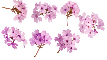 Verbena flowers Mockup