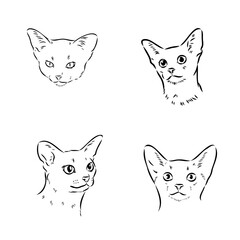 Abyssinian, cat breeds illustration with inscription, hand drawn doodle, sketch