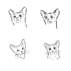 Fototapeta premium Abyssinian, cat breeds illustration with inscription, hand drawn doodle, sketch