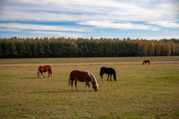 Horses grazing in a meadow, Podlaskie Voivodeship, Poland