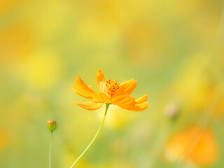 秋の公園や花壇を彩るコスモス（キバナコスモス）のある風景。背景。自然風景素材。